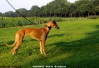 OLIMPIC  GOLD   Aviaticus - Oude Pekela [NL]