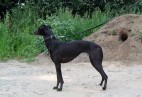 TEQUILA   AVIATICUS