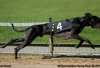 FCI Racing Champion. DE.Ch.BLACK  EDDY  Racing  Kings (D)
