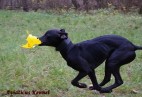 OLIMPIC  BEST  LADY  Aviaticus