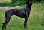  RAINBOW  RUNNER  Aviaticus