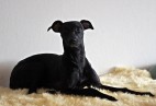  OLIMPIC  BLACK  CAT  Aviaticus