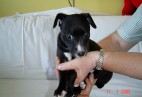  MISS PENNY Aviaticus