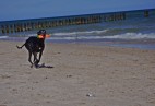 TOP GUN AVIATICUS