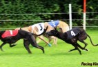 FCI Racing Champion. DE.Ch.BLACK  EDDY  Racing  Kings (D)