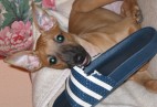  PUPPY LOVE  Aviaticus