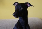  OLIMPIC  BLACK  CAT  Aviaticus