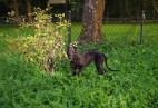  OLIMPIC  BLACK  CAT  Aviaticus