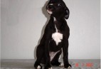  MISS PENNY Aviaticus