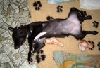  MISS PENNY Aviaticus