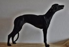  OLIMPIC  BLACK  CAT  Aviaticus