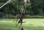 FCI Racing Champion. DE.Ch.BLACK  EDDY  Racing  Kings (D)