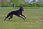  OLIMPIC  BLACK  CAT  Aviaticus