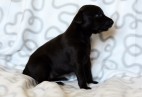  OLIMPIC  BLACK  CAT  Aviaticus