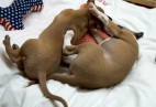  PUPPY LOVE  Aviaticus