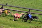 FCI Racing Champion. DE.Ch.BLACK  EDDY  Racing  Kings (D)