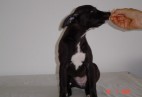  MISS PENNY Aviaticus