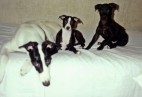 SPRING BLOOM  Aviaticus
