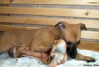  PUPPY LOVE  Aviaticus