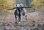  OLIMPIC  COURAGE  Aviaticus