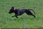  OLIMPIC  BLACK  CAT  Aviaticus