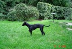  MISS PENNY Aviaticus