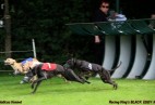 FCI Racing Champion. DE.Ch.BLACK  EDDY  Racing  Kings (D)