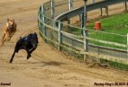 FCI Racing Champion. DE.Ch.BLACK  EDDY  Racing  Kings (D)