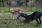  OLIMPIC  BLACK  CAT  Aviaticus