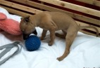  PUPPY LOVE  Aviaticus