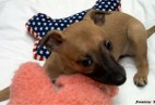  PUPPY LOVE  Aviaticus