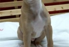  PICKWICK TEA  Aviaticus