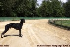 FCI Racing Champion. DE.Ch.BLACK  EDDY  Racing  Kings (D)