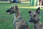  GRACE  Aviaticus