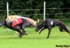 FCI Racing Champion. DE.Ch.BLACK  EDDY  Racing  Kings (D)