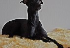 OLIMPIC  BLACK  CAT  Aviaticus