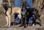FCI Racing Champion. DE.Ch.BLACK  EDDY  Racing  Kings (D)