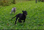  OLIMPIC  BLACK  CAT  Aviaticus