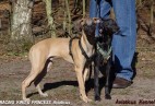 FCI Racing Champion. DE.Ch.BLACK  EDDY  Racing  Kings (D)