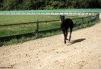 Racetrack Munster [DE]