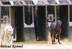 trening na torze w Munster [D]