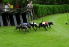 Racetrack Son [NL] -INT  CACIL Zilveren Zonnetje 2002