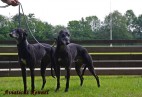 Razem ze wspania��  Aviaticus  WILD  GRACE