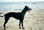 Sopot [PL]- beach