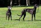 Racetrack Munster [D] with mother Aviaticus WILD  GRACE