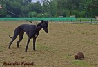 Co to za obiekt ??-tor w Munster [DE]